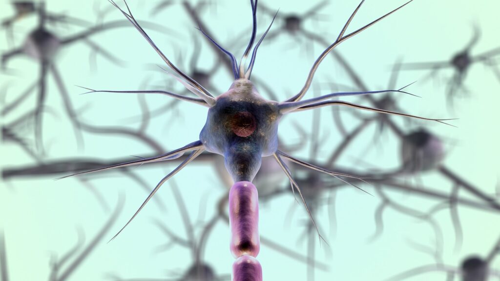 brain neurones synapses. How the nervous system works