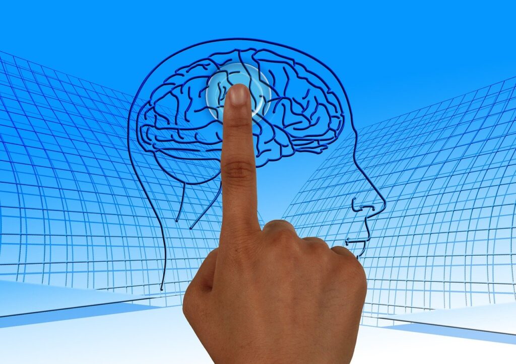 brain nervous system